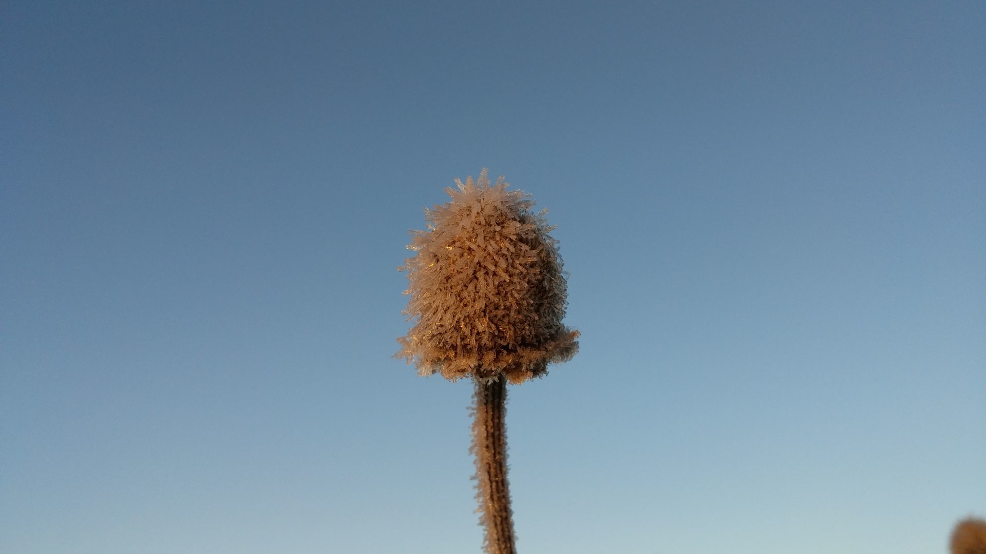 Ice-needles on dried flower stem